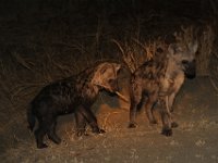Marion, Romane South Africa 2014 (61 of 63) : KNP Letaba nightdrive, Marion visit